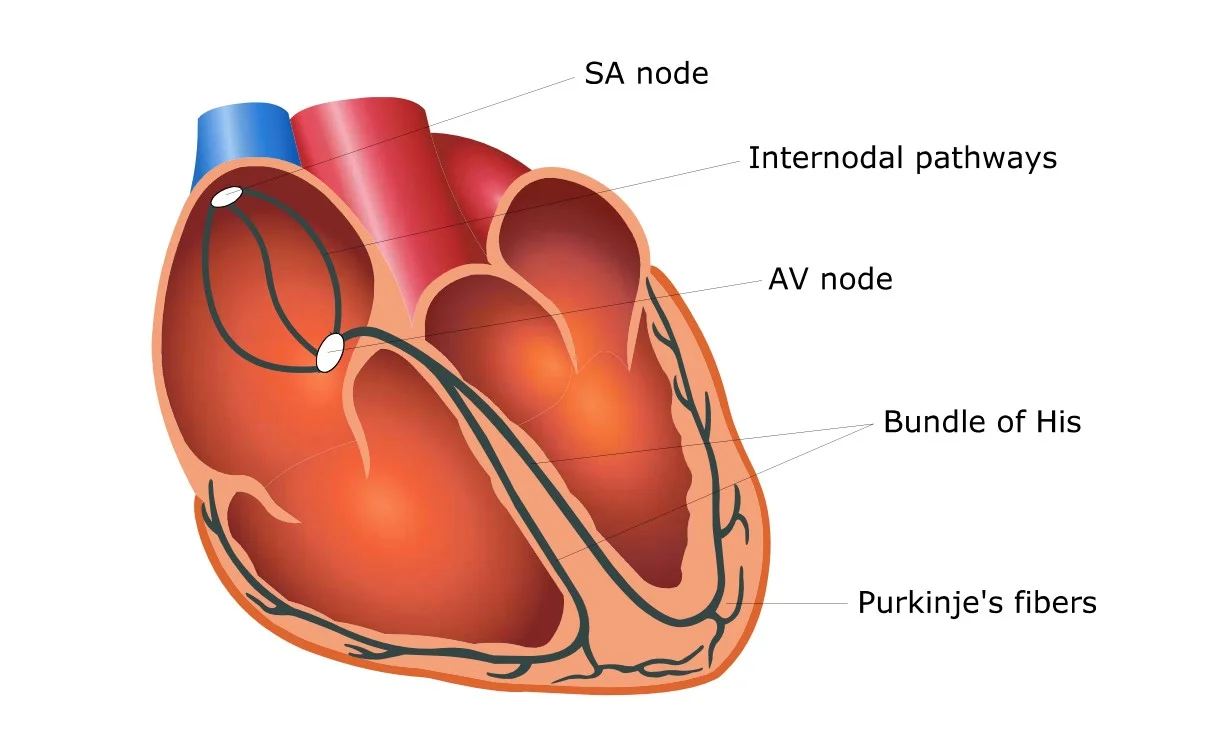 Rối loạn nhịp tim
