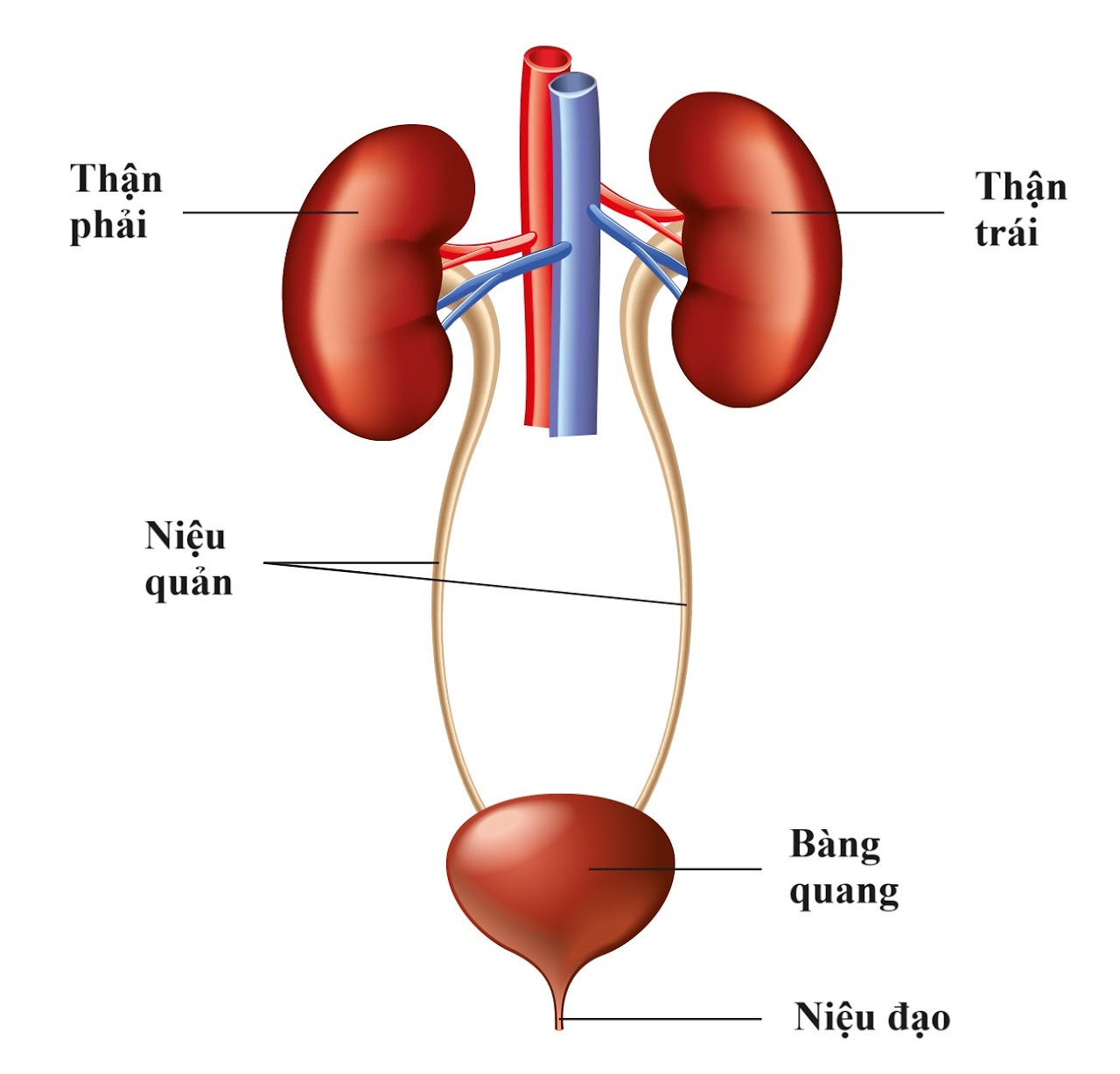 Hình ảnh hai quả thận