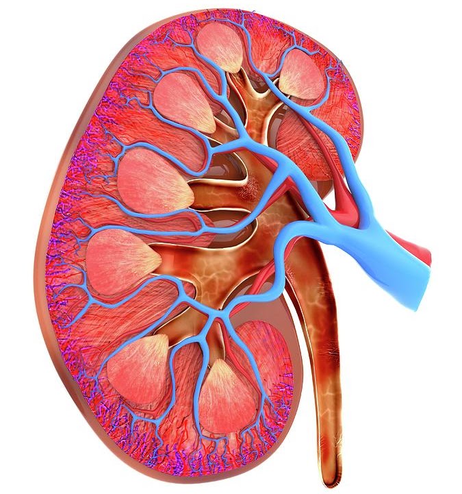 Cấu trúc bên trong quả thận