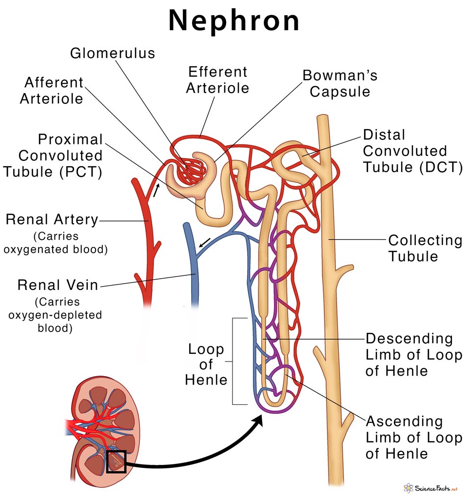 Đơn vị chức năng của thận